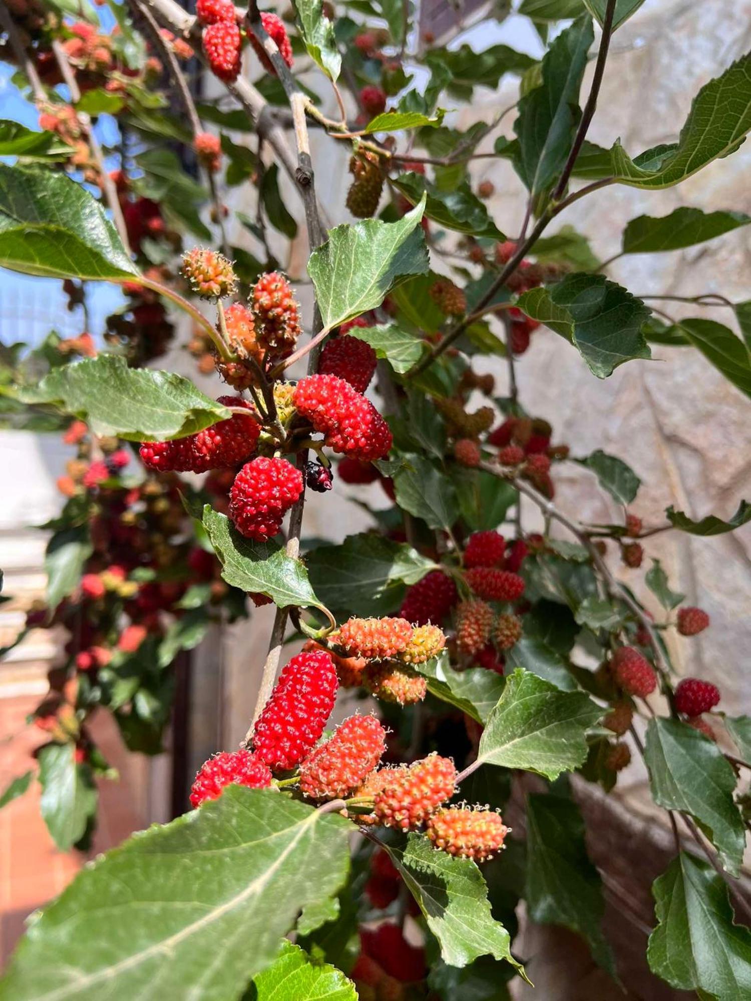 Villa Casa Vacanze Fiore Gallipoli Bagian luar foto
