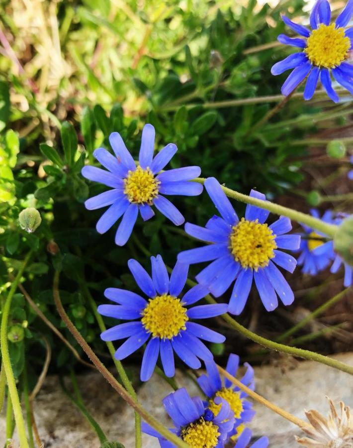 Villa Casa Vacanze Fiore Gallipoli Bagian luar foto